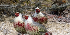 Birding Tours 